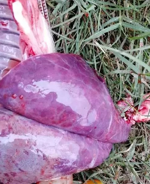 藍(lán)耳肺出血