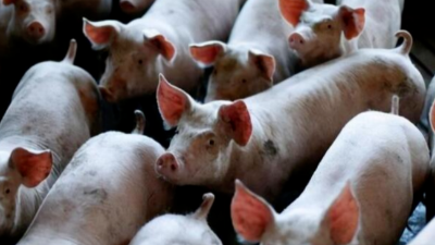 豬病兇猛，豬價(jià)最高能到12元？-上海邦森