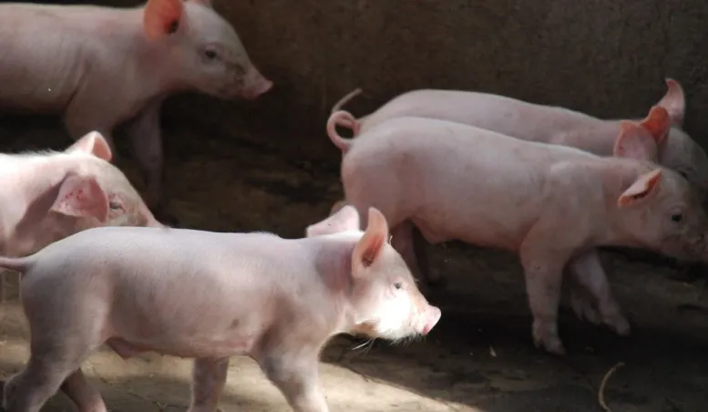 豬咳嗽、喘氣