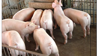 上海邦森技術(shù)分享秋冬季豬場的疾病控制方案