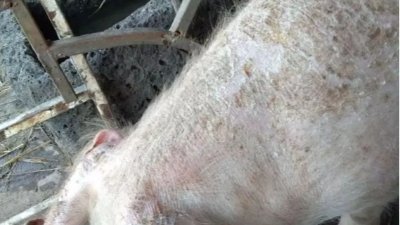 豬皮膚出現(xiàn)紅點(diǎn)、斑塊？快看上海邦森解決方案