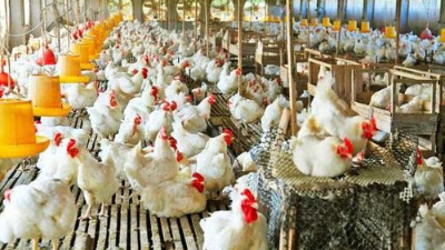 上海邦森分享：為啥說(shuō)雞病防治，要從“腸”計(jì)議？