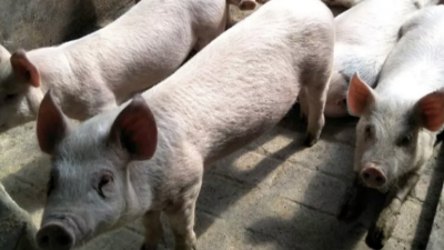 夏季豬場需要做好的細節(jié)管理-上海邦森