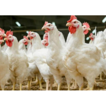 用實(shí)證說(shuō)話(huà)，速壯丁在白羽肉雞的應(yīng)用效果！