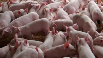 豬價大漲，能否回到40元大關(guān)？-上海邦森分享