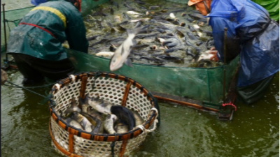 上海邦森提醒大家冬季水產(chǎn)養(yǎng)殖要注意這4點(diǎn)管理要點(diǎn)。