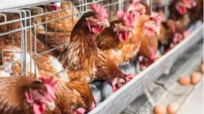 做好這三點(diǎn)，蛋雞能高產(chǎn)-上海邦森