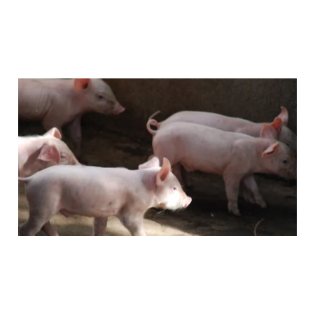 上海邦森豬價行情分享，豬價會瘋漲嗎？