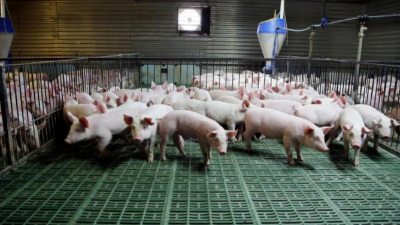 豬價(jià)上漲，突破13元箭在弦上-上海邦森