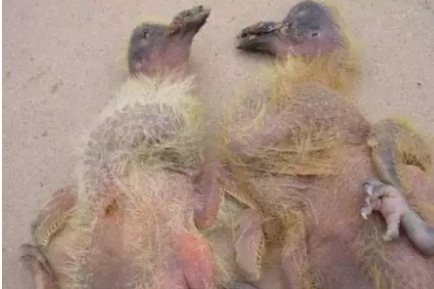 鴿沙門(mén)氏菌