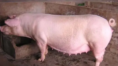 母豬臨產(chǎn)前要注意的6點事項-上海邦森