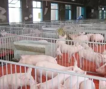 豬只流行性感冒，上海邦森教您一招輕松應(yīng)對